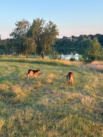In the city of Horodyshche, Ukraine, two German Shepherd dogs are captured in a grassy field during what appears to be a late afternoon or early evening. The sky is a clear, soft blue. The foreground is dominated by tall, golden-hued grass, indicative of dry conditions or the summer season.
To the left, one German Shepherd is in motion, its body angled towards the right. It wears a bright yellow collar. Its mouth is open, and its tongue is visible, suggesting it might be panting or running. The dog's coat is a mix of tan and black.
Further to the right and slightly behind the first dog, the second German Shepherd is facing away from the viewer, its head down, seemingly sniffing the ground. Its fur is also a mixture of dark and lighter shades, with a lighter underside and tail.
In the mid-ground, two large trees with sparse, drooping branches are situated, their leaves a vibrant green. Beyond the field, a body of water, likely a lake or river, is visible, reflecting the surrounding greenery and the sky. A scattering of buildings and more trees form a backdrop on the far side of the water. The overall scene is one of a natural landscape bathed in warm, low sunlight.