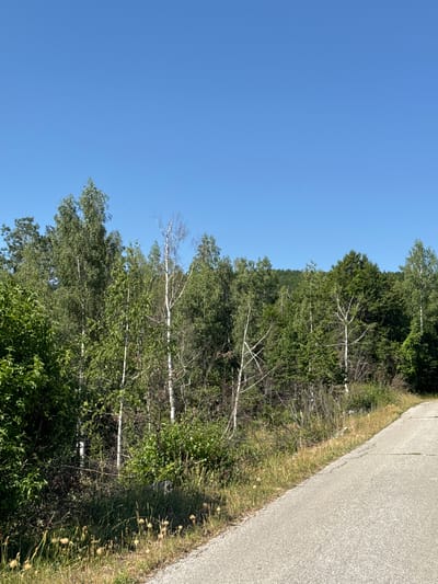 This image depicts a rural roadside scene in Bukovac, Montenegro. A paved, grey asphalt road curves from the lower right foreground towards the upper left. The road's surface shows some wear and tear, with visible cracks. Along the left side of the road, a ditch is filled with dry, yellowed grass and some scattered, fluffy seed heads. Beyond the ditch, a dense forest of green trees dominates the landscape. Prominent in the foreground of the forest are several birch trees with their characteristic white bark. The trees are lush and leafy, suggesting a temperate climate during a growing season. In the background, a hill covered in dark green foliage rises behind the foreground trees. The sky above is a clear, vibrant blue, indicating fair weather. There are no people, animals, or man-made structures other than the road visible in the image. The overall impression is one of a serene, natural environment.
