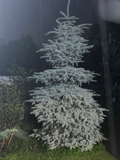 The image shows a blue spruce tree at night, with some greenery and a fence in the background. The tree is lit from above, casting a faint glow. There appears to be a light mist or fog in the air, causing some of the needles to glisten. The ground is covered in grass. The location is identified as Otyakovo, Russia. There are no people or animals visible in the image. The scene is dark and somewhat eerie, possibly due to the low light conditions and the mist.