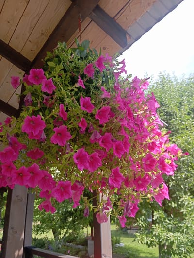 A hanging basket overflowing with vibrant pink petunias is suspended from the wooden ceiling of an outdoor porch or gazebo in Oriv, Ukraine. The petunias cascade downwards, their trumpet-shaped blooms and lush green foliage filling the frame. In the background, dappled sunlight illuminates green trees and a hint of a grassy area, suggesting a garden setting. The wooden beams and planks of the porch roof are visible above the flowers. The scene appears to be outdoors on a bright, clear day.