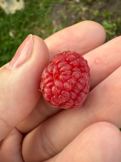 A close-up shot shows a person's hand holding a single, ripe raspberry. The raspberry is a vibrant red, with distinct drupelets and fine, yellow-orange hairs visible. The hand holding the raspberry is light-skinned, with visible fingerprints and a neatly trimmed fingernail on the thumb. The background is out of focus, showing green foliage and some indistinct light-colored objects, suggesting an outdoor setting. The lighting is natural and bright, casting soft shadows. The image appears to have been taken in a garden or natural environment, possibly in the city of Птицевод-2 Снт, Russia.