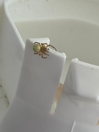 A small, light green spider with brown legs is perched on a white plastic surface. The spider is positioned on a vertical edge of the plastic, facing to the right. Its abdomen is round and a prominent light green color, while its cephalothorax and legs are a muted brown. The background is out of focus and appears to be a light-colored, possibly reflective surface. The image is a close-up shot, highlighting the details of the spider and its immediate surroundings. The environment is likely indoors, given the artificial lighting and the presence of the plastic object.