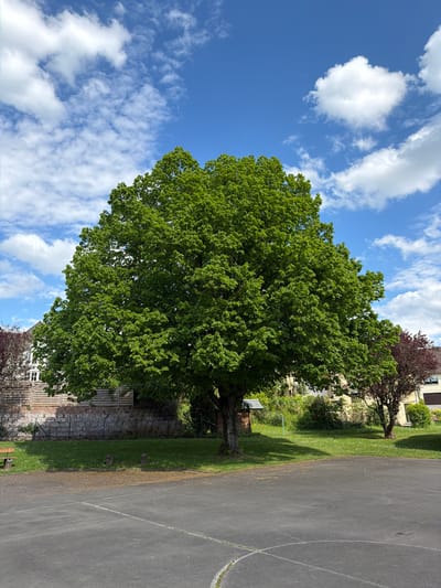 The image presents an outdoor scene in Manternach, Luxembourg. A large, full-leafed green tree dominates the left-center of the frame. The sky is visible in the background, featuring a bright blue hue dotted with white, puffy clouds. Adjacent to the tree is a stone and wooden fence or wall. To the right, there's a paved area, possibly a parking lot or a pathway, with some light green grass and a dark red leafed tree in the background. Buildings are visible in the distance, including structures with white windows. The lighting suggests it is daytime, with shadows cast across the paved area and ground.