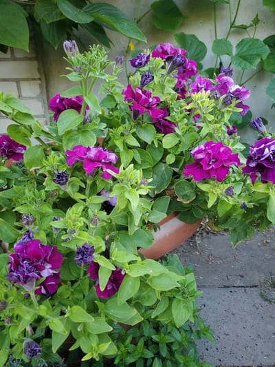 The image shows a close-up of a terracotta pot filled with vibrant purple petunias and lush green foliage. Several petunia blooms are fully open, revealing delicate ruffled petals with lighter purple or white accents. Numerous buds are also visible, in various stages of development, some tightly closed and others partially unfurled. The plant is situated outdoors, with a rough brick wall visible in the background, suggesting an urban or semi-urban environment. Part of a concrete path or patio is also visible at the bottom right of the frame. The overall scene suggests a garden or decorative planting area. The image was taken in the city of Chornomors'ke, Ukraine.