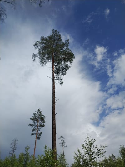 A low-angle, full-shot photograph captures a tall, slender pine tree dominating the center of the frame, silhouetted against a dramatic sky in Азёрскі сельскі Савет, Belarus. The tree's trunk is dark and textured, with sparse branches reaching upwards towards the canopy of needles. To the left of the main pine, a smaller, similarly shaped pine tree stands. The sky transitions from a bright, clear blue in the upper right quadrant, dotted with scattered white clouds, to a more overcast and grey hue on the left, suggesting changing weather conditions. In the foreground, a line of lush green deciduous trees, likely birches given their lighter bark and leaf structure, forms a dense border beneath the pines. The scene is one of natural, undeveloped landscape.