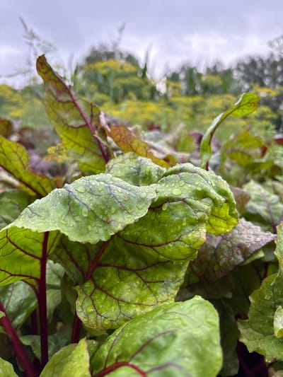 A close-up shot focuses on the vibrant green leaves of a beet plant, speckled with numerous clear water droplets. The leaves exhibit a network of prominent red veins, contrasting with the green surface. In the background, a blurred field of yellow flowers stretches towards a gray, overcast sky. The image appears to be taken outdoors, possibly in a garden or agricultural setting. There is no indication of Gonja, Russia, or any people in the image.