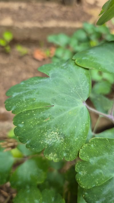 A close-up, eye-level shot focuses on a green leaf with white, powdery spots, possibly indicative of a fungal infection or pest infestation. The leaf has a lobed edge and a prominent central vein. Other green leaves and stems are visible in the background, out of focus. The ground, a mixture of brown soil and possibly mulch, is also blurred. The image was taken in Doirentsi, Bulgaria.