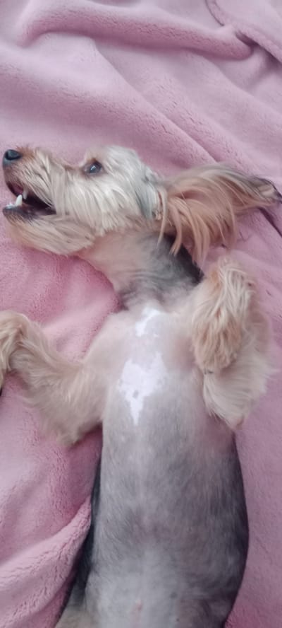 The image shows a small dog lying on its back on a pink, fluffy blanket. The dog is a Yorkshire Terrier or a similar small breed with tan and gray fur. Its mouth is open, and its teeth are visible, suggesting it might be panting or yawning. The dog's eyes are open and looking upwards. Its paws are raised and curled towards its chest. The blanket is draped in soft folds, creating a cozy setting. The lighting appears to be from an indoor source, and the overall mood is relaxed and comfortable, possibly indicating the dog is resting or playing. There is no visible text in the image. The location context of Galapagar, Spain, is noted but not directly inferable from the visual content of the image itself.