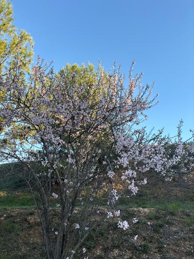 A blossoming tree with small, light-colored flowers against a clear blue sky. Branches intertwine, partially obscuring another green tree. The background transitions to a hillside with vegetation and earth tones. Some fallen blossoms are scattered on the ground. The perspective is angled upwards.