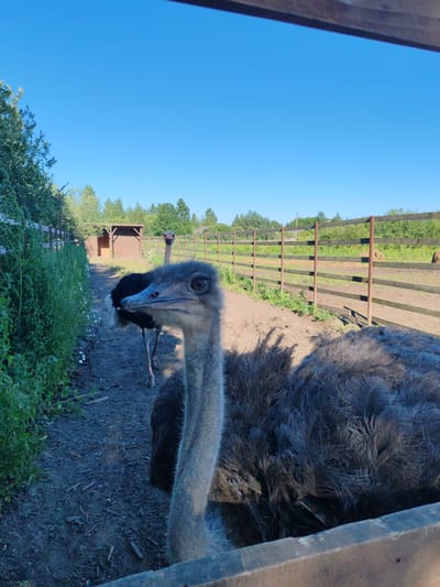 In Lukaši, Russia, a close-up shot captures two ostriches in an outdoor enclosure under a clear blue sky. The foreground is dominated by the head and neck of a large ostrich, its grey, downy feathers and alert eye facing the camera. Behind it, a second ostrich, primarily black, stands partially obscured, its long neck extended. The birds are positioned on a dirt path lined with lush green foliage on the left and a wooden fence on the right. In the mid-ground, a small wooden structure with a peaked roof sits near the fence. The background reveals more of the fence and distant trees, suggesting a rural or semi-rural setting.