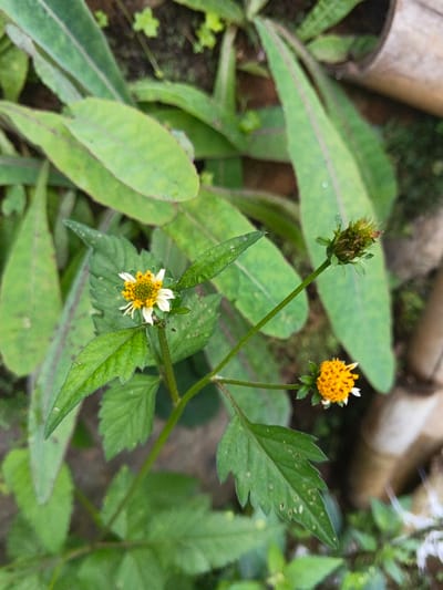 A close-up showcases a vibrant weed with three distinct floral stages. One flower is in full bloom, displaying a yellow center with delicate white petals. Another presents a cluster of small orange buds just beginning to open, while the third is a closed bud, hinting at the future flower. The plant's green leaves are visible, interspersed among the floral elements, completing the natural scene.