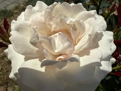 A close-up, high-angle shot captures a creamy white rose in full bloom. The petals are layered and delicate, with subtle hints of pale pink in the center. Sunlight dapples the petals, creating soft shadows and highlighting the textured surfaces. To the left, a blurry background shows dry earth and some greenery. To the right, dark green leaves and reddish new growth from the rose bush are visible. The rose appears to be in a garden in Yakushyntsi, Ukraine.