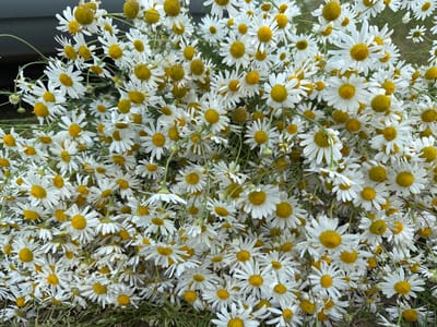 A large bouquet of white daisies with yellow centers is arranged against a blurred background. The flowers are densely packed and fill the entire frame of the image. The daisies vary in size and some are slightly wilted, showing their natural state. The stems are green and intertwined, creating a natural, organic look. The image appears to be taken outdoors, as indicated by the natural lighting and the presence of what looks like grass or ground cover at the bottom. There are no people or structures visible in the image. The location in Semenovo, Russia, is not discernible from the visual information provided.