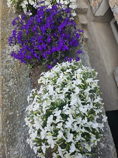 The image shows a close-up view of two planters filled with flowers, placed along a textured concrete wall. The upper planter contains vibrant purple lobelia flowers, while the lower planter is filled with white lobelia flowers. The flowers are densely packed and appear healthy. The concrete wall is rough and weathered, with some patches of moss or lichen. To the right of the planters, a portion of a stone structure and a dark opening are visible, possibly an entrance or pathway. The scene appears to be outdoors, likely in a residential or public garden area. The flowers are the primary subjects of the image, drawing the viewer's attention with their contrasting colors and abundant blooms. The location is the city of Livigno, Italy, an alpine town known for its natural beauty and outdoor activities.