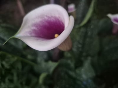 A close-up, slightly out-of-focus shot shows a white calla lily with a vibrant purple center. The flower is positioned in the upper left quadrant of the frame, with its petal curving inwards to reveal the deep purple interior and a small yellow stamen. The background consists of dark green foliage, also out-of-focus, suggesting a garden setting. There is another, partially visible calla lily with a similar purple hue in the upper right background. The image appears to have been taken outdoors, likely in a garden in or around Telish, Bulgaria, given the characteristic lush vegetation and the type of flower often found in such environments. No people or specific urban features are discernible.