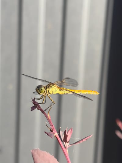 A close-up, eye-level shot focuses on a bright yellow dragonfly perched on a thin, red-stemmed plant. The dragonfly's body is segmented and its transparent wings are outstretched. Its large, compound eyes are a striking green. The background is a blurred, vertical ribbed gray surface, possibly a fence or wall, with a dark shadow on the right side. The lighting suggests it is daytime, with sunlight casting a warm glow on the dragonfly and plant. There are no people or any indication of a city environment, including Lenina, Russia.