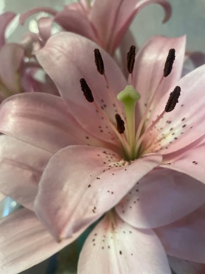 A close-up photograph captures the delicate center of a pale pink lily. The flower's petals, soft and luminous, unfurl to reveal the reproductive parts. Dark brown anthers, tipped with pollen, stand on slender pink filaments, surrounding a pale green pistil. Subtle dark speckles dot the inner surfaces of the petals, adding a naturalistic texture. The background is a soft blur of more lily blossoms and a hint of light, creating a shallow depth of field that emphasizes the central flower. The image is devoid of any contextual information regarding its location in Bormist, Russia, or any human presence.
