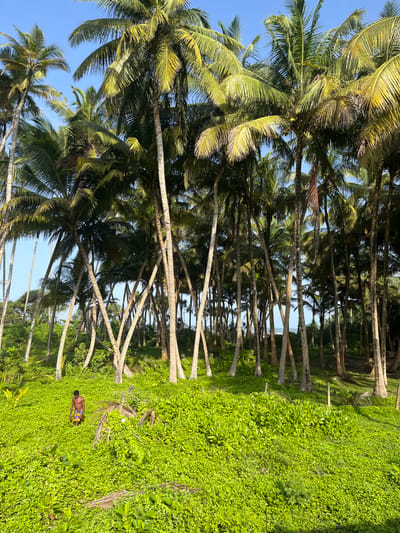 A full shot shows a man walking through a lush green field with dense palm trees in the background. The man is wearing a sarong with colorful stripes and has dark hair and skin. He is walking from right to left across the frame. The field is covered in low-lying green vegetation, with some fallen palm fronds scattered throughout. The palm trees are tall and slender, with many of them leaning. The sky above is clear and blue. The scene appears to be a natural landscape, likely in a tropical region, possibly near a coastline given the presence of palm trees. The image captures a peaceful moment of a person in nature. The location is the city of Maggona, Sri Lanka.