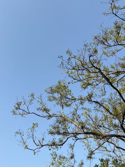 A clear, light blue sky occupies approximately the upper two-thirds of the frame, providing the backdrop for a tree canopy located in Logba Adzakoe, Ghana. Multiple dark, intersecting tree branches, largely devoid of dense foliage, are visible across the lower and right sections of the image. Small clusters of nascent, light green leaves are sparsely distributed along these branches. The scene is illuminated by natural daylight, indicating clear weather conditions. No human presence, animals, or artificial structures are discernible.