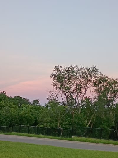 The image depicts a serene natural landscape at dusk. The sky is a gradient of pale blue to soft pink, indicating the setting sun. A line of lush green trees forms a dense canopy across the middle ground, with some of the trees showing bare branches through their foliage. A black metal fence runs horizontally in front of the trees, separating them from a paved road and a grassy verge in the foreground. The scene appears to be located on the outskirts of Lexington, Kentucky, United States of America, possibly a park or a residential area with abundant greenery. There are no people or animals visible in the image.