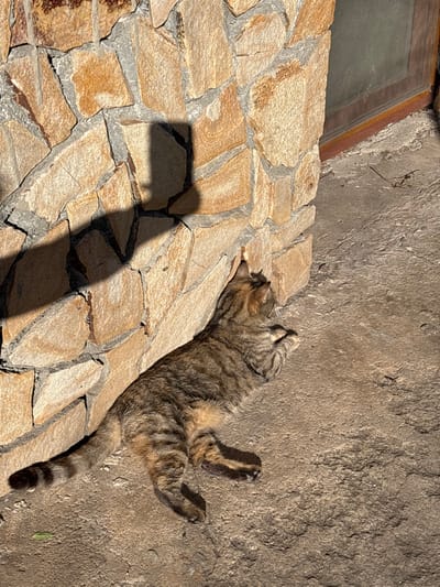 An adult domestic cat, exhibiting a tabby coat pattern of brown, grey, and black stripes, is observed resting on an irregular concrete surface in direct sunlight. The cat lies on its left side, with its head turned towards and leaning against a vertical wall constructed from light brown and grey natural stone blocks with visible mortar joints. Its front paws are tucked beneath its chest, and its rear paws are extended. A sharp 'L'-shaped shadow is cast upon the stone wall to the immediate left of the cat. A dark wooden window frame is visible in the upper right portion of the image, set into the stone wall. The scene is located in Raduil, Bulgaria.