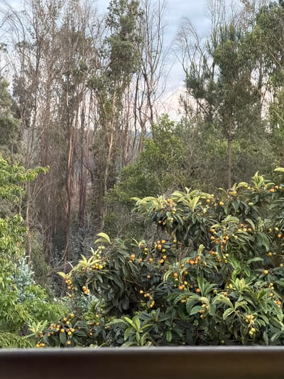 The image depicts a view from within a building, overlooking an area with a variety of trees and vegetation. A tree with broad green leaves and small, round, orange fruits is prominent in the foreground. Behind it, there's a dense area of trees, some with sparse or bare branches, stretching into the distance. The sky appears overcast or lightly clouded. A vertical bar is partially visible on the right side of the frame, suggesting a window or doorway. The exact location in Celorico de Basto, Portugal, cannot be determined without further information or landmarks within the image.