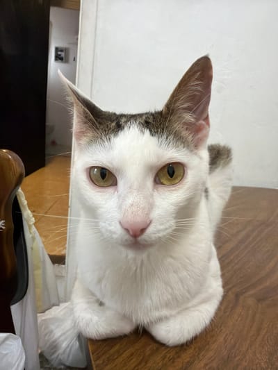 A domestic cat with white fur and tabby markings is pictured sitting on a wooden surface. The cat's eyes are a striking yellow, and its nose is pink. Its ears are erect and alert, with tabby patterns visible inside. The background shows a wall and a glimpse of a dark object to the left, possibly furniture. The lighting suggests an indoor setting, likely a home or residential area. The cat is the primary subject, facing directly towards the camera with a calm and curious expression. The scene appears to be a casual, everyday moment captured in what is understood to be the city of Figueres, Spain.