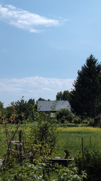 The image depicts a rural outdoor scene on a sunny day, likely in Yarishnoe (Zinyakovskii S/S), Russia. The foreground is dominated by dense, green foliage, including bushes and trees, with a wooden post and some white string visible on the left. In the mid-ground, a building with a corrugated metal roof is visible behind the trees. To the right of the building is a large, dark green coniferous tree. Beyond the building and trees, a field of green grass and yellow wildflowers stretches into the background. The sky above is blue with scattered white clouds. There are no people visible in the image.
