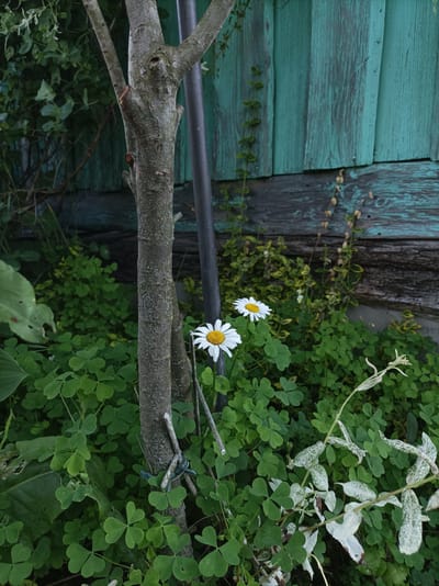 The image depicts a close-up view of a garden scene, possibly in the vicinity of Шарпілаўскі сельскі Савет, Belarus. In the foreground, a young tree trunk with rough bark stands prominently, partially obscuring a dark grey pole behind it. The ground is covered with lush, green clover-like foliage. Two white daisies with yellow centers are in bloom, positioned to the right of the tree trunk. To the right of the foliage, a plant with white-splashed green leaves is visible, its branches reaching upwards. In the background, a weathered wooden fence painted a faded teal color forms the backdrop, with vertical planks showing signs of age and wear. Green foliage can be seen behind the tree and to the left of the fence. The overall impression is one of a natural, somewhat overgrown garden setting. There are no people or animals visible in the image.