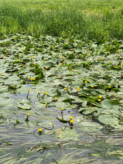 The image depicts a calm, natural scene in Kokkorevo, Russia. The foreground is dominated by a dense carpet of water lily pads floating on still water. These pads are large, round, and a vibrant green, with some showing mottling or lighter green patterns. Scattered amongst the pads are numerous small, bright yellow water lily flowers, some fully open and others appearing as buds.
To the left of the water lilies, a thick expanse of lush green grass rises, creating a clear visual boundary between the water and the land. The grass appears tall and wild, suggesting an untamed natural environment.
The water itself is dark and reflects the green of the lily pads and grass, with some areas showing clearer water where submerged reeds or aquatic plants are visible. Long, thin green reeds and strands of algae are interspersed with the lily pads and on the surface of the water, adding to the wild, natural texture of the scene.
The lighting suggests it is daytime, with diffused light that doesn't cast harsh shadows, implying an overcast or slightly hazy day, or perhaps early morning or late afternoon. There is no visible text or human activity. The overall impression is one of serene, undisturbed nature.