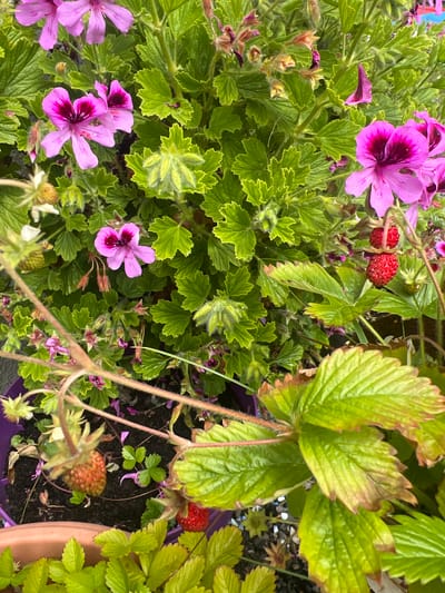 This image is a close-up, top-down view of a container garden in Kilpedder, Ireland. The garden features a mix of pink geranium flowers and ripening strawberries. The strawberries are a vibrant red, with some appearing more orange and less ripe. The geraniums have delicate, five-petaled flowers with darker pink or magenta centers. The leaves of both plants are visible, with the geranium leaves being lobed and slightly serrated, and the strawberry leaves being more distinctly serrated. The soil in the pot is dark and appears moist. The background is filled with the lush green foliage of the plants and hints of a purple pot. There are no people or animals visible in the image. The overall impression is one of a flourishing home garden.