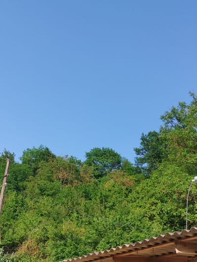 This is a vertical, outdoor, eye-level shot of a lush green forest under a clear blue sky. The sky occupies the top two-thirds of the frame and is a solid, unbroken expanse of light blue, indicating fair weather and likely daytime.
The bottom third of the image is dominated by the dense foliage of trees and bushes. The greenery varies in shade, with some areas appearing a vibrant, fresh green, while others have a slightly more subdued, mature tone. The trees are tall and thickly packed, creating a textured wall of leaves. Some branches and trunks are visible within the green mass, hinting at the undergrowth and structure of the forest.
On the far left, a wooden pole, likely part of a utility line, juts vertically into the frame from the bottom. A few wires are visible strung between this pole and unseen points, stretching across the middle ground of the image. Towards the right edge, the top of a corrugated roof made of grey, wavy material is visible, with wooden beams supporting it. A modern street lamp with a white fixture is also visible on the right, attached to a grey pole. The presence of the utility pole, wires, and lamp suggests a populated area or the edge of a settlement bordering the forest.
The scene is peaceful and serene, with no people or animals visible. The bright, cloudless sky suggests a warm, sunny day. The overall impression is one of natural beauty combined with signs of human habitation at the edge of the wilderness.