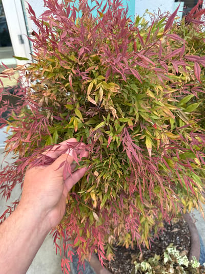 A hand is shown inspecting a plant with green and reddish-purple leaves, possibly a Nandina domestica, also known as Heavenly Bamboo. The plant is in a large, dark brown pot filled with soil. Part of a light-colored building with a light blue accent is visible in the background. The scene appears to be outdoors, possibly in a garden or on a patio, in the city of Kent, United States of America.