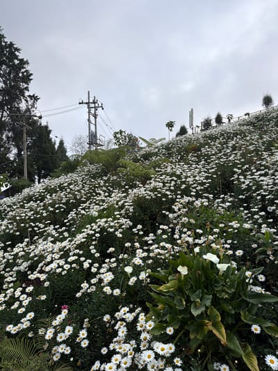 A hillside in Ngadas, Indonesia, is densely covered with white daisies. The flowers are in full bloom, carpeting the slope with their white petals and yellow centers. Some calla lilies with white spathes and green leaves are also present among the daisies, notably in the foreground. The background features a cloudy sky, power lines and poles, tall trees on the left, and a railing along the top of the hill. The overall scene depicts a vibrant natural landscape punctuated by utility infrastructure.