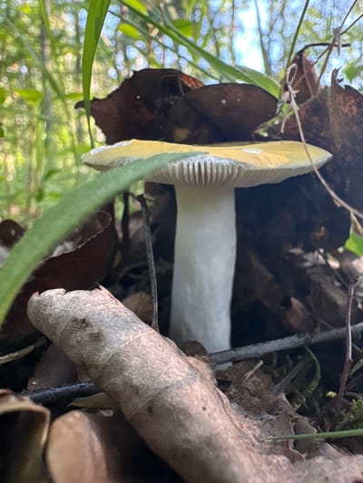 A close-up, low-angle shot captures a single mushroom with a pale yellow cap and a thick white stem, growing amidst leaf litter and green foliage in what appears to be a forest or wooded area in Żurawiniec, Poland. The mushroom's gills are clearly visible under the cap, and a small drop of liquid rests on its surface. The background is a blur of green leaves and dappled sunlight, suggesting an outdoor, natural setting.