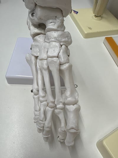 The media file is a close-up, overhead shot of a white, plastic anatomical model of a human foot skeleton. The foot is oriented with the toes pointing to the right of the frame. The bones are clearly visible, including the phalanges (toe bones), metatarsals, and tarsals. Some of the bones are joined with small metal pins or screws.
In the background, a white surface, likely a table or desk, is visible. To the left of the foot, a cream-colored square object with a metallic rod extending from it is present. This object has a small logo on its surface, appearing to be a stylized "B" or similar symbol, and a blue and red sticker with an emblem. Further to the right, the edge of another cream-colored rectangular object with an orange band is visible. Below the foot, a white rectangular block supports the model. The lighting suggests an indoor setting, with no indication of time of day or weather. No people are visible in the frame. There is no discernible activity taking place beyond the static display of the model. The overall impression is that of an educational or medical setting.