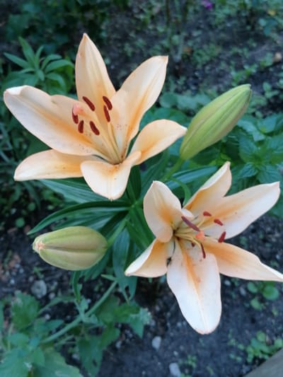 A close-up, overhead shot focuses on two peach-colored lily blossoms with prominent red anthers and stigmas, set against a backdrop of dark soil and lush green foliage. Two lily buds, one prominently in the foreground and another to the upper right, are also visible, showcasing their pale green, elongated forms. The environment suggests an outdoor garden setting, likely in a temperate climate, with the rich, dark soil indicating fertile ground. The lighting is natural, likely daylight, with soft shadows and no direct sunlight. The image is sharp and detailed, highlighting the delicate texture of the petals and the intricate structure of the flowers. The location is specified as Мыльниково, Russia.