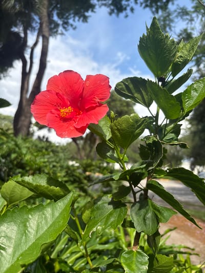 In Delray Beach, Florida, a close-up, low-angle shot captures a vibrant red hibiscus flower in full bloom, its petals adorned with tiny water droplets. The flower, with its prominent yellow stamen, is the primary subject, positioned in the center-left of the frame. Lush green leaves surround the blossom, some unfurling and others fully open, their surfaces also showing subtle moisture. The background is softly blurred, revealing a large tree trunk with palm fronds reaching upwards towards a bright blue sky dotted with white clouds. The setting appears to be an outdoor garden or park area, with hints of a paved walkway and more green foliage in the distance. The lighting suggests a sunny day, with shadows indicating the direction of the sun.