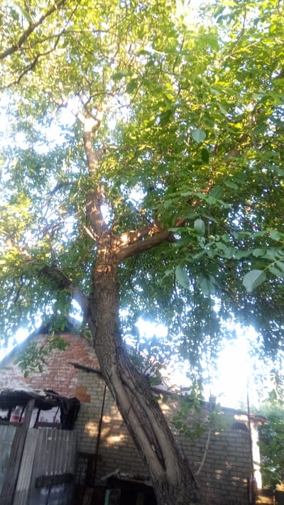 A mature tree with a thick, textured trunk and abundant green foliage dominates the center and upper portions of the image, leaning to the right. The tree's branches extend outwards, dappling the sunlight and casting shadows. Behind the tree, a brick building with light-colored bricks and some weathered sections is visible. To the left of the building, a structure with corrugated metal siding and some dark tarp-like material is partially obscured by the tree. The background is a bright, overcast sky. The scene appears to be an outdoor setting in a rural or suburban area, possibly Zhurivka, Ukraine, based on the context provided. There are no people or animals visible in the image.
