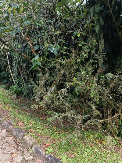 This image captures a lush, verdant scene at what appears to be the edge of a forest or dense vegetation, possibly along a pathway in Doongdoongnyelsa Norbooding, Bhutan. The foreground features a rough stone-edged path or border on the left, comprised of dark, irregularly shaped stones, with cobblestones visible further into the path. Adjacent to this border, the ground is covered with green grass interspersed with scattered brown and yellow fallen leaves.

Dominating the midground and background is a dense array of trees and shrubs. A prominent tree in the center has a trunk and branches covered in light-colored, possibly white or greyish-green lichen or moss, with scattered green leaves. To its right and extending into the lower foreground is a shrub with fine, feathery, needle-like green foliage, also heavily adorned with lichen or moss, giving it a somewhat gnarled and textured appearance. Behind these, a darker, dense wall of large-leafed plants and tree trunks creates a rich green backdrop, suggesting a thick forest or jungle.

The lighting is diffuse, indicating an overcast day or a shaded area, with no harsh shadows visible. The overall impression is one of natural abundance and humidity, characteristic of a mountainous or forested region. There are no people or animals present, nor any visible text or specific activities taking place. The scene conveys a sense of serene natural beauty.
