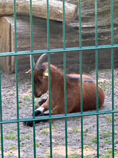 A brown goat with curled horns and yellow tags on its ears is lying on the ground behind a green metal fence. The goat is lying on its side, with its legs tucked underneath it. The ground is covered in dirt and small green plants. In the background, there are large logs and a rocky embankment. The scene appears to be in an outdoor enclosure, possibly a zoo or a farm. The image was taken in Gronau, Germany.