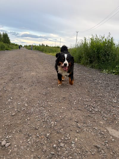 A Bernese Mountain Dog runs towards the camera on a gravel path. The dog is black, white, and brown with its tongue hanging out and a happy expression. To the left of the path, tall green grass and plants line the edge. In the background, there are power lines and poles, suggesting a rural or semi-rural setting. The sky is cloudy, with hints of blue and white. The overall scene appears to be outdoors during the daytime. The image is vertically oriented.