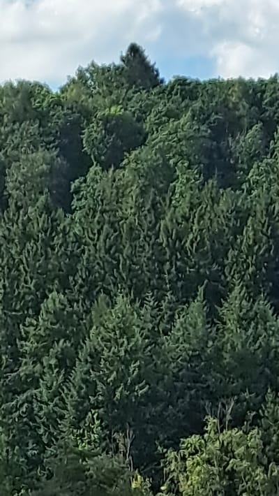 The image shows a dense forest with a cloudy sky in the background. The trees are tall and covered in lush green foliage, creating a thick canopy that obscures much of the ground. The trees appear to be evergreen, possibly conifers, given their conical shape and dense needles. The lighting suggests it is daytime, with diffused sunlight filtering through the clouds, casting subtle shadows within the forest. The overall impression is one of a natural, undeveloped landscape, characteristic of the hilly terrain surrounding the city of Siegen, Germany. The image does not contain any people, objects, or actions that would suggest a specific location within the city itself, other than the general context of the surrounding natural environment.
