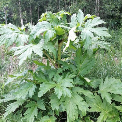 In the city of Yudino, Russia, a large Sosnowsky's hogweed plant stands prominently in a natural setting. The plant is characterized by its massive, deeply lobed green leaves, some of which are tinged with a lighter shade. The thick, ribbed stem is visible, showing some discoloration and scarring. Surrounding the hogweed are various types of grasses and other vegetation. In the background, a dense forest of trees, primarily birches with their distinctive white bark, creates a natural backdrop. The scene is captured in daylight, with the lighting suggesting an overcast or partly shaded environment. There are no people or animals present in the image.