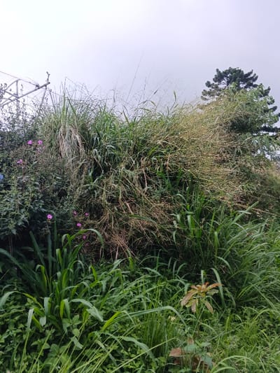 This image depicts an outdoor scene in Koipa, Papua New Guinea, under an overcast sky. The scene is dominated by dense, overgrown vegetation, primarily consisting of tall green grasses with broad leaves. Numerous grass stalks throughout the midground exhibit light brown seed heads. Several small clusters of magenta-colored flowers are visible on leafy plants, concentrated on the left side of the frame. A dark green coniferous tree is partially visible in the upper right quadrant. In the upper left, a light-colored, skeletal structure, appearing to be an antenna mast or utility support constructed from poles and crossbeams, protrudes above the foliage. No human subjects or animals are present. The lighting is diffuse and even.
