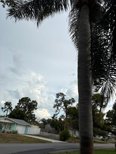 A tall, thick palm tree trunk dominates the right side of the frame, with its fronds obscuring the overcast sky and parts of the background. In the lower left, a light blue house with a white garage door and white fence is visible. A paved road runs across the bottom of the image, with a grassy area to the right of the road. The background features more houses, trees, and power lines. The scene appears to be in a residential neighborhood in South Venice, Florida, United States of America.