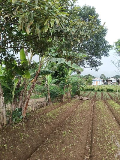 The image depicts an agricultural scene in Kondha, India, under an overcast sky. In the foreground, several parallel rows of dark brown soil are visible, cultivated with numerous small green sprouts, indicative of young plants or seedlings. To the left, a dense line of tropical vegetation forms a boundary, dominated by multiple banana trees characterized by their broad green leaves and thick stems. Other deciduous trees with various leaf patterns are interspersed within this greenery. In the midground, a stack of roughly cut wooden planks or bamboo lies horizontally on the ground between the cultivated rows and the distant structures. The background reveals a residential area, including a prominent light blue house with a brown door and a white roof, flanked by additional foliage and parts of another structure. A dark vehicle is partially discernible near the rightmost structure. No individuals are present, and no actions or interactions are depicted.