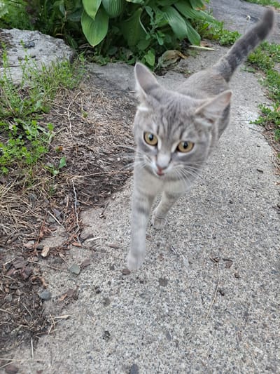 A high-angle, medium shot captures a tabby cat from above, standing on a concrete path. The cat is light gray with darker tabby markings on its face and body. Its eyes are open and yellow, and its whiskers are prominent. One of its front paws is extended forward, as if reaching out. To the left of the cat, lush green hosta plants are visible, bordering the concrete path. The ground around the path is covered in dry grass, twigs, and loose dirt, suggesting an outdoor setting. The lighting suggests it is daytime. The image is taken at an angle, with the cat's head towards the bottom of the frame and its tail extending upwards.