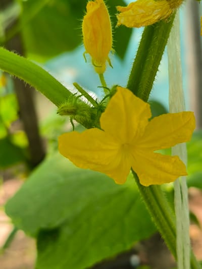 A close-up, vertical, eye-level shot shows a vibrant yellow cucumber flower with five petals blooming on a green stem. The stem is fuzzy with fine white hairs and is supported by a white string, suggesting it's part of a trellis system. Another unopened yellow flower bud is visible above and to the left of the open bloom. The background is a blur of green leaves and a light blueish-gray structure, possibly a greenhouse or fence. There is no indication of the city of Mileștii Mici, Moldova, in the image.