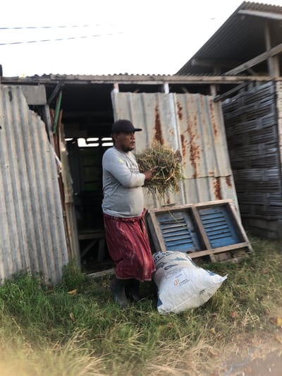 In Keboguyang, Indonesia, a man stands in front of a rustic, corrugated metal structure. He wears a grey long-sleeved shirt, a red and white patterned sarong, and a dark baseball cap. In his arms, he holds a bundle of dry grass or hay. To his right, a white sack with blue lettering is visible on the ground, with text that includes "JAPFA". Behind him, part of a blue wooden window frame or shutter lies on the grass. The structure appears weathered and made of various salvaged materials. The environment is grassy and unkempt, with the sky visible in the background.